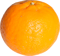 清見オレンジ 柑橘のことなら みかんな図鑑 伊藤農園 伊藤農園のみかんな図鑑